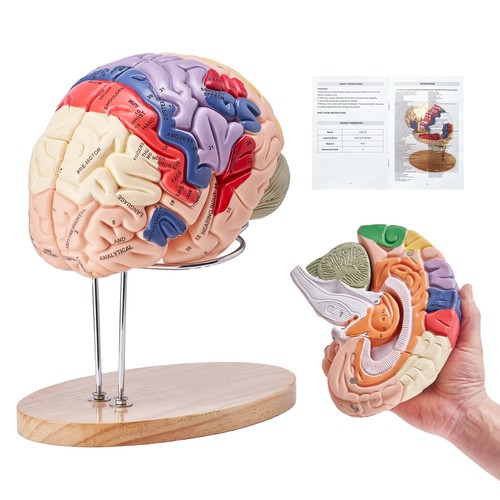 Modèle cerveau - modèle, de