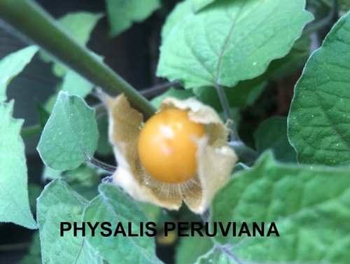 Graines physalis - graines, de
