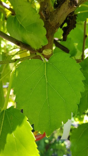 Morus alba mûrier blanc - morus, /