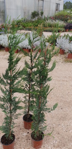 Plantes de - n°2,
