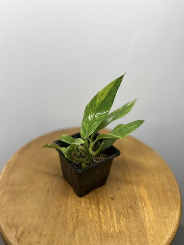 Philodendron ring fire - ring, of