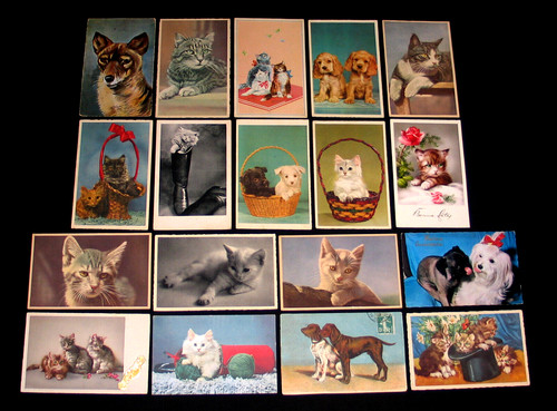 Chat chaton chien chiot animal - chat,