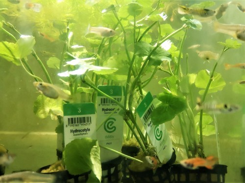 Hydrocotyle leucocephala - leucocephala,