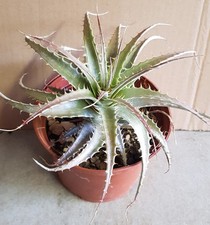 Deuterocohnia longipetala  /