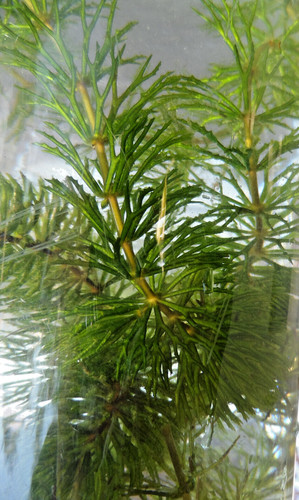 Cératophyllum plante - 15,