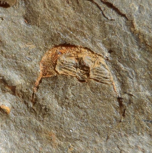 Trilobite ordovicien la - ordovicien, de
