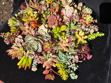 20 Beautiful, Colorful & Healthy Succulent Cuttings! 20 Varieties FREE SHIP