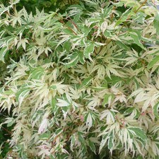 Acer palmatum 'Butterfly' -
