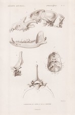 Squelette Anatomie Chien Loup Gravure Acier Cuvier 1849