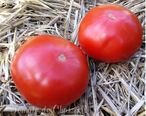 Graines tomate rare - 10,