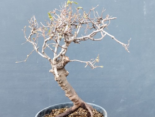 Bonsaï carpin blanc - 35, 20