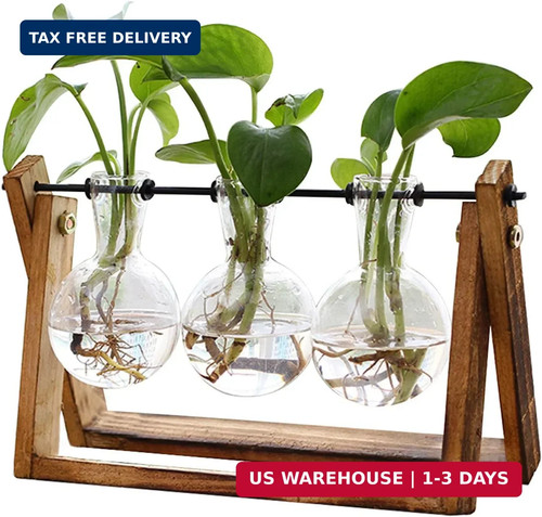Xxxflower plant terrarium with - terrarium,