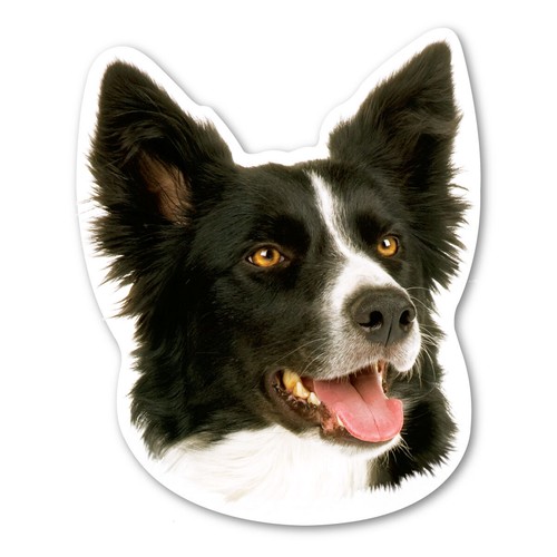 Border collie magnet - collie,