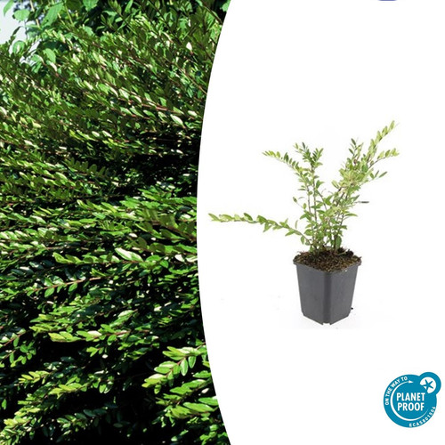 Lonicera pileata myrthe - , de