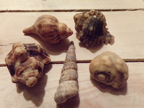 Lot coquilles naturelles - coquilles,