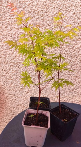 Erable japon acer - -,