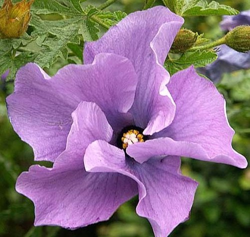 Hibiscus alyogine huegelli - hibiscus,