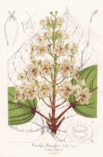 Arbre À Trompette Jaune Catalpa Botanique Chine Botanique Lemaire Litho