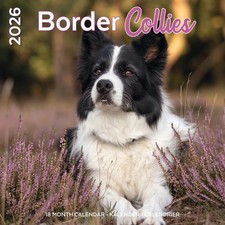 CALENDRIER BORDER COLLIE 2026