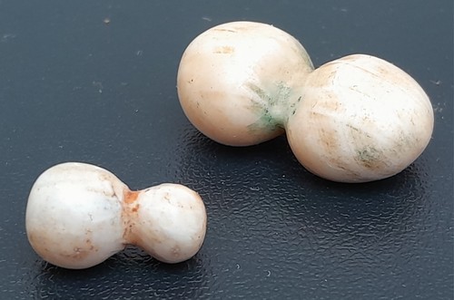 Fibule mauritanie coquillage - fibule,