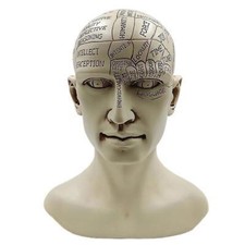Phrenology Human Head Bust –