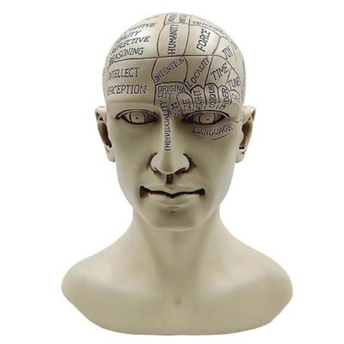 Phrenology human head bust - bust, –