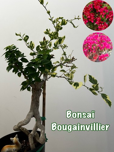 Bonsaï bougainvillier - bonsaï,