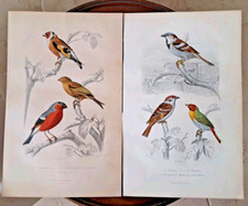 Oiseau Gravure Ancien Friquet