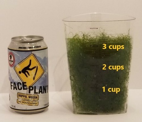 Cups macro algae - 3,