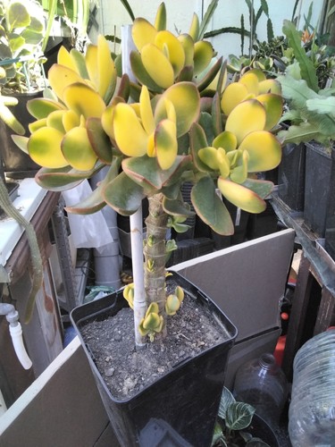 Crassula ovata maruba - crassula,