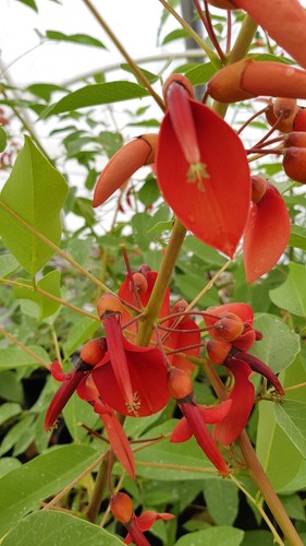 Erythrina crista galli - crista-galli, /