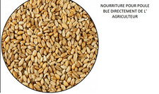 NOURRITURE POUR POULE PONDEUSE