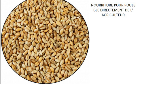 Nourriture pour poule pondeuse - nourriture,