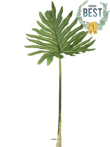 Feuille philodendron xanadu - de,