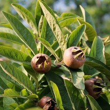 Mespilus germanica - Néflier commun d'Allemagne en godet