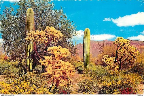 Carte postale fleurs - postale,