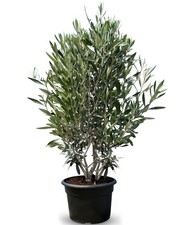 Olivier Olea Europea en forme