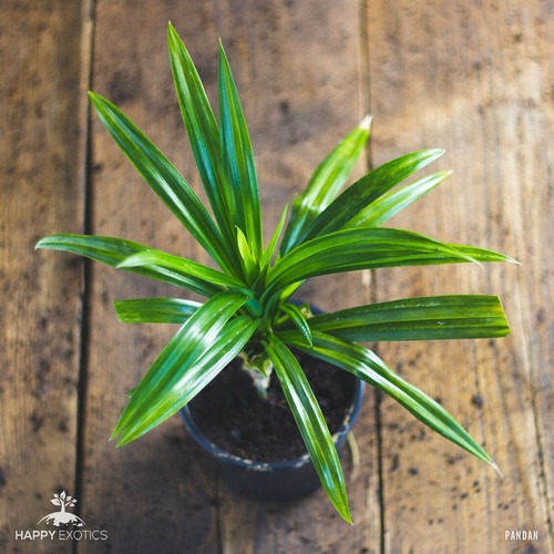 Plante pandan pandanus - plante, |
