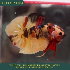 Live Betta Fish Giant Koi Yellow Base HMPK Male (6cm) Premium Grade from TH V9O1