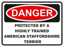 Américain Staffordshire