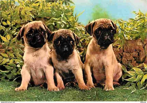 Carte postale animaux - postale,