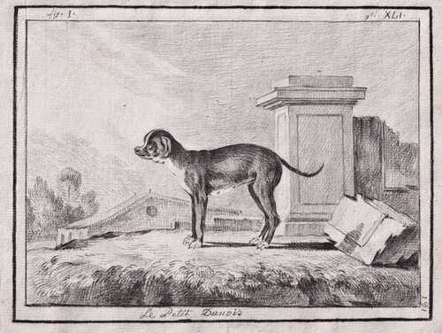 Dogue allemand chien dessin - chien,