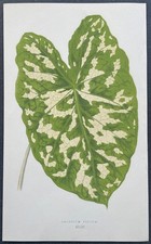 Botanique Caladium pictum