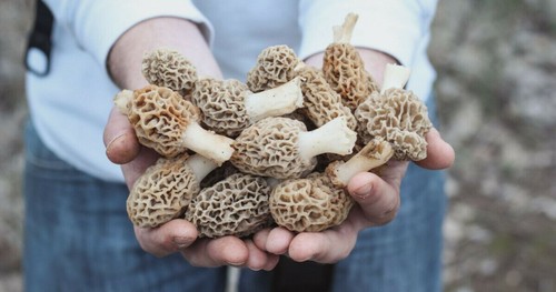 Morel mushroom spores - morel,
