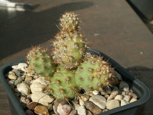 Opuntia alberta sunset x - 'alberta, sunset'