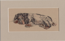 Cecil Aldin ~  Cocker Spaniel ~ Colour Print Genuine Vintage 1935