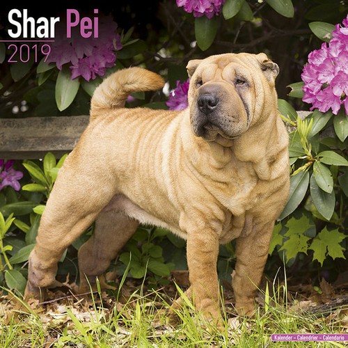 Calendrier 2019 shar - 2019,