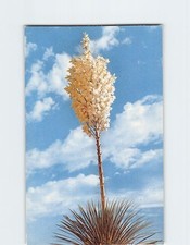 Postcard Yucca in Bloom