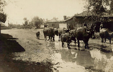 France, buffalo, vintage print, ca.1890 France, buffalo, vintage print, ca.189