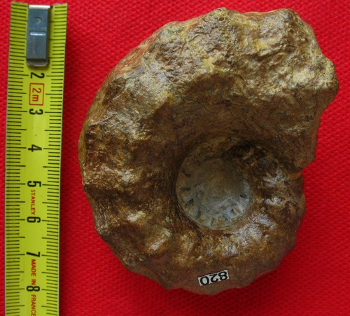 Ammonite pliensbachien - du,